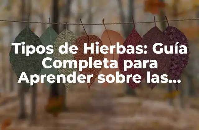 Hierbas Aromáticas: ¿Qué son y Cómo se Usan?