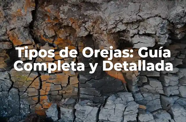 Tipos de Orejas: Guía Completa y Detallada 2 Anatomía de las Orejas