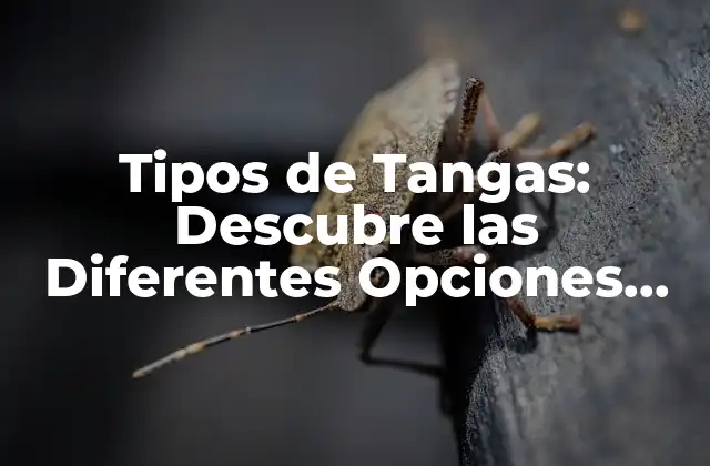 Tipos de Tangas: Descubre las Diferentes Opciones para Tu Armario