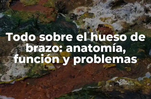 Todo sobre el Hueso de Brazo: Anatomía, Función y Problemas