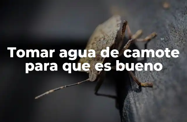 Tomar Agua de Camote para que es Bueno