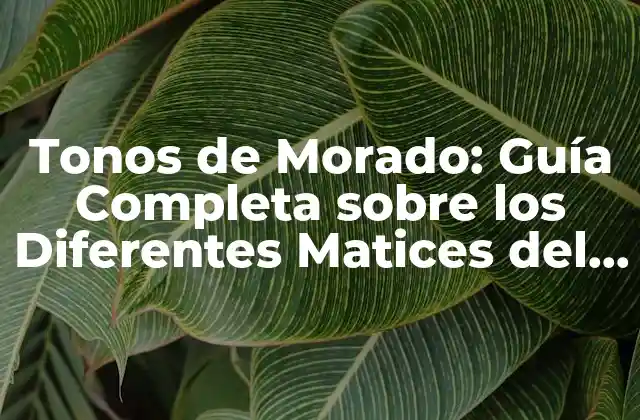 Tonos de Morado: Guía Completa sobre los Diferentes Matices Del Color Morado
