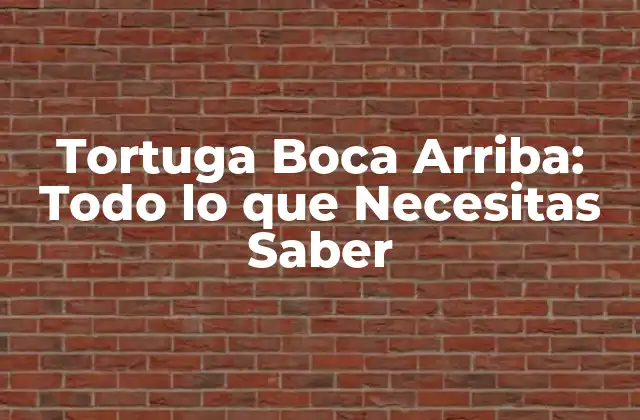 Tortuga Boca Arriba: Todo Lo que Necesitas Saber