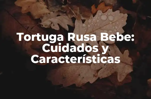 Tortuga Rusa Bebe: Cuidados y Características