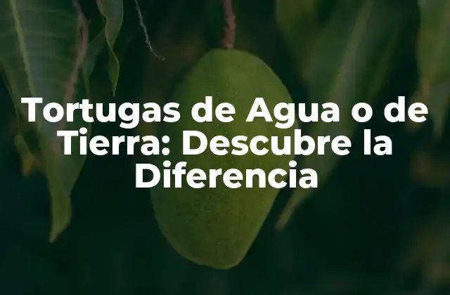 Tortugas de Agua o de Tierra: Descubre la Diferencia