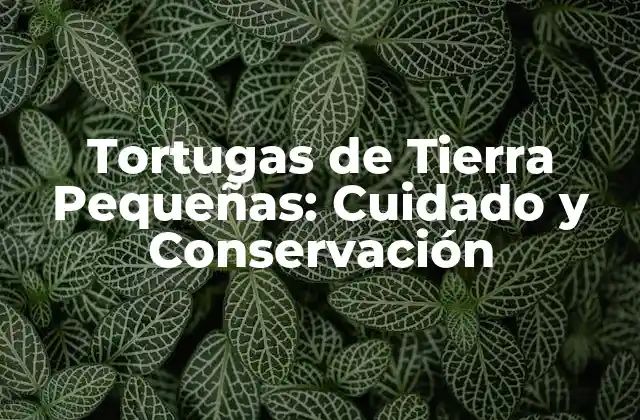 Tortugas de Tierra Pequeñas: Cuidado y Conservación