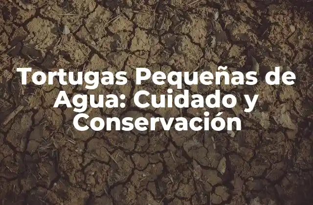 Tortugas Pequeñas de Agua: Cuidado y Conservación 2 Características y Especies de Tortugas Pequeñas de Agua