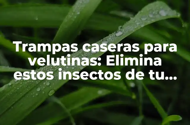Trampas Caseras para Velutinas: Elimina Estos Insectos de Tu Hogar de Forma Natural y Efectiva