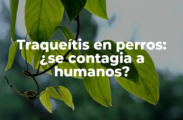 Traqueítis en Perros: ¿se Contagia a Humanos?