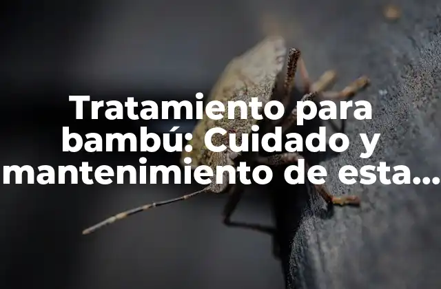 Tratamiento para Bambú: Cuidado y Mantenimiento de Esta Planta Única