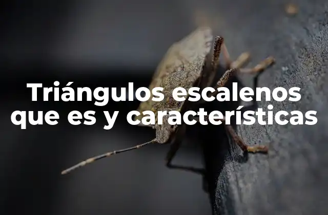 Triángulos Escalenos que es y Características