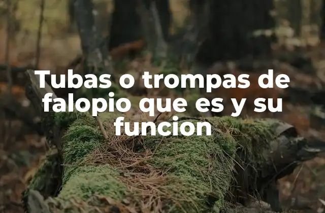 Tubas o Trompas de Falopio que es y Su Funcion
