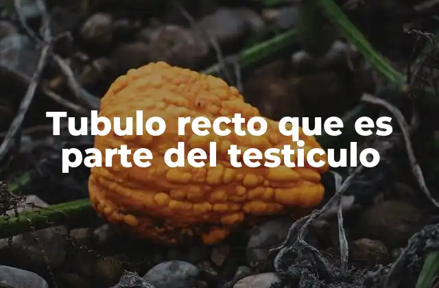 Tubulo Recto que es Parte Del Testiculo