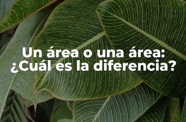 Un Área o una Área: ¿cuál es la Diferencia?