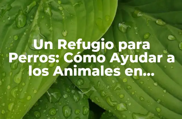 Un Refugio para Perros: Cómo Ayudar a los Animales en Necesidad