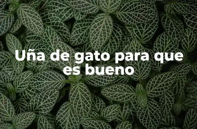 Uña de Gato para que es Bueno 2 Los beneficios de la uña de gato para la salud