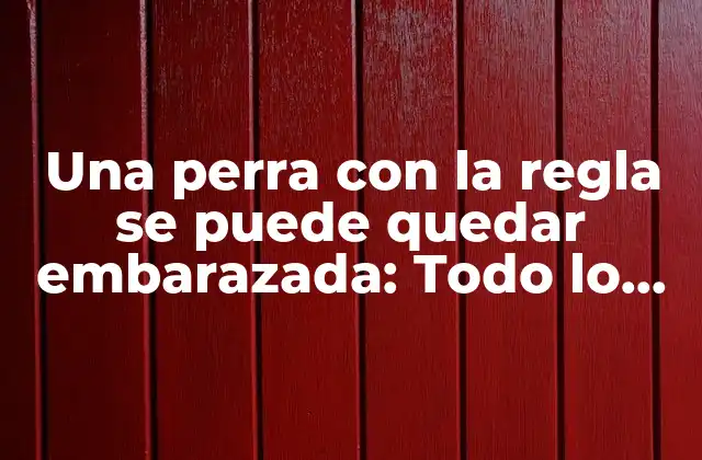 Una Perra con la Regla Se Puede Quedar Embarazada: Todo Lo que Debes Saber