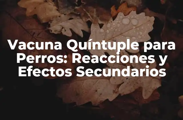 Vacuna Quíntuple para Perros: Reacciones y Efectos Secundarios 2 ¿Qué es la Vacuna Quíntuple para Perros?