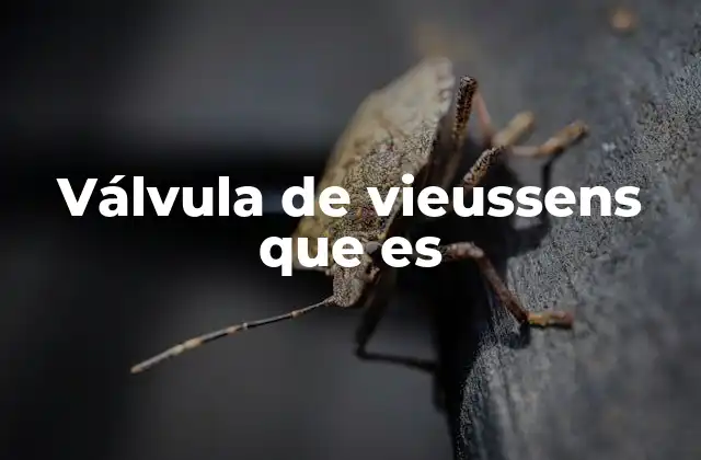 Válvula de Vieussens que es 2 El papel de la válvula de Valsalva en el sistema circulatorio