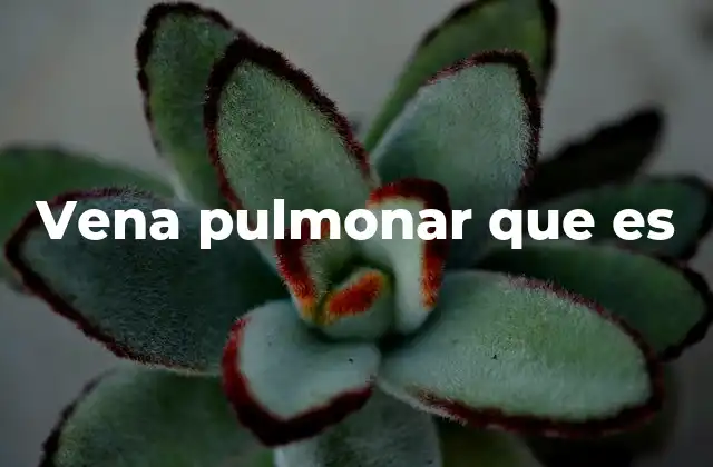 Vena Pulmonar que es