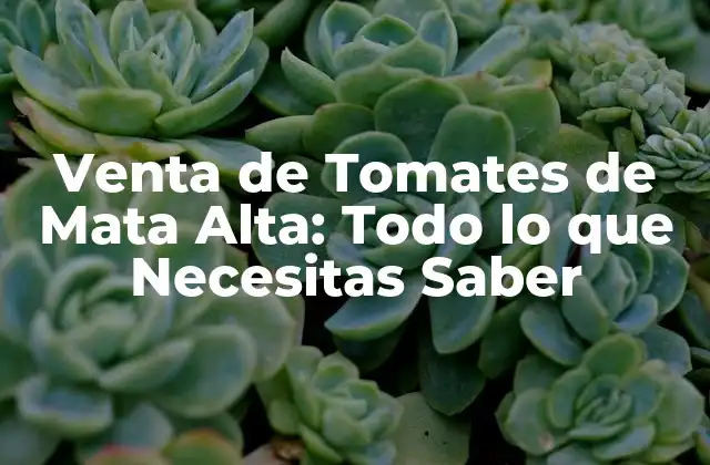 Venta de Tomates de Mata Alta: Todo Lo que Necesitas Saber