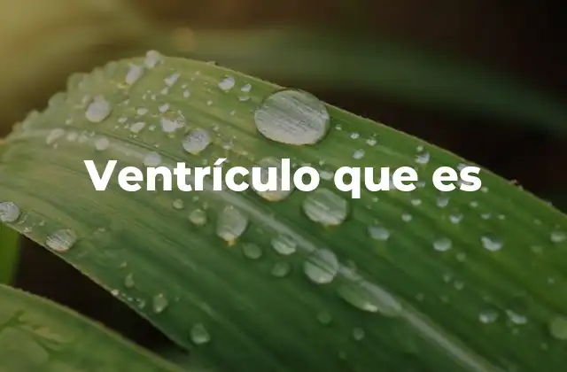 Ventrículo que es 2 La importancia del ventrículo en el sistema circulatorio