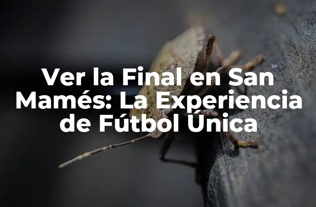 Ver la Final en San Mamés: la Experiencia de Fútbol Única