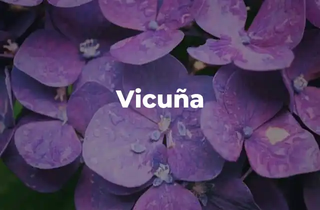 Vicuña 2 Las vicuñas en el entorno andino