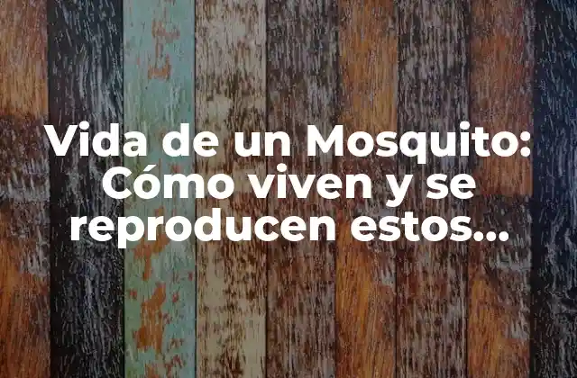 Vida de un Mosquito: Cómo Viven y Se Reproducen Estos Insectos 2 ¿Cuál es el ciclo de vida de un mosquito?