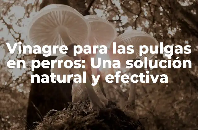 Vinagre para las Pulgas en Perros: una Solución Natural y Efectiva