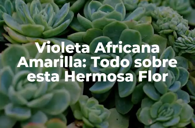 Violeta Africana Amarilla: Todo sobre Esta Hermosa Flor