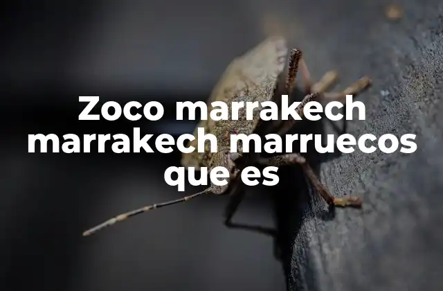 Zoco Marrakech Marrakech Marruecos que es