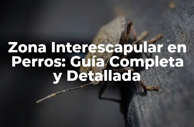 Zona Interescapular en Perros: Guía Completa y Detallada